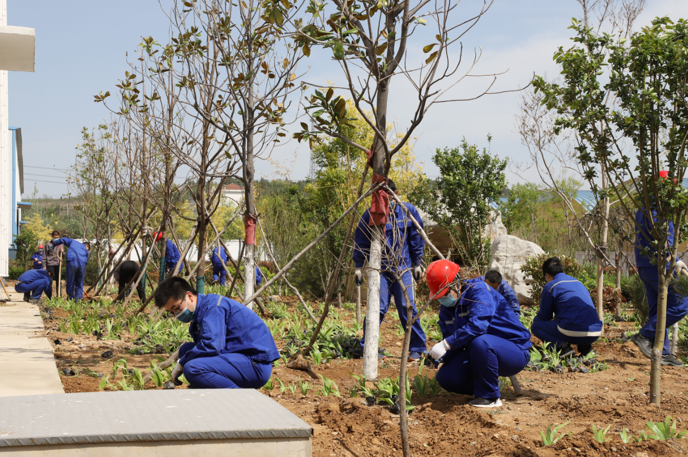 公司持續(xù)組織春季綠化種植工作